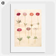 1-49_Maria-Sibylla-Merian_picture