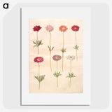 1-49_Maria-Sibylla-Merian_picture