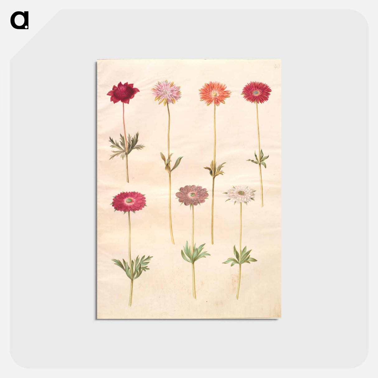アートポストカード-Anemones
 - マリア ジビーラ メーリアン Postcard.