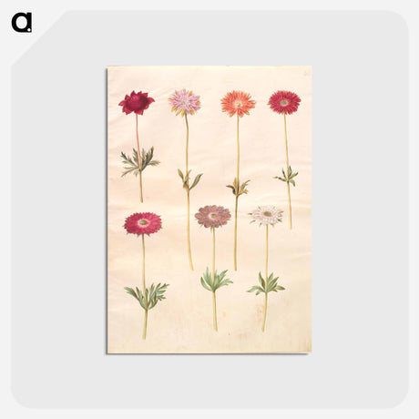 アートポストカード-Anemones
 - マリア ジビーラ メーリアン Postcard.