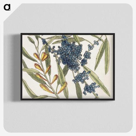 1-49_Mark-Catesby_blk-crop