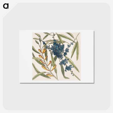 アートポストカード-Sorrel Tree and Acacia
 - マーク ケイツビー Postcard.