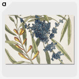 1-49_Mark-Catesby_picture-crop