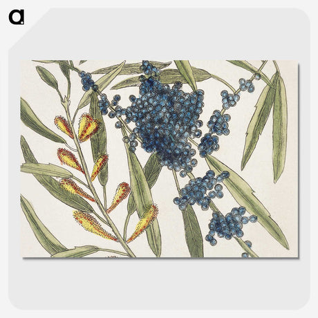 1-49_Mark-Catesby_picture-crop
