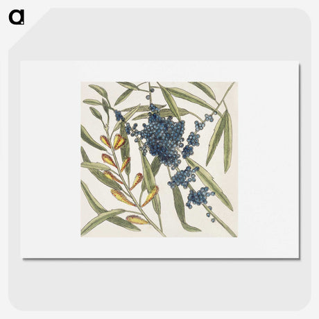 1-49_Mark-Catesby_picture