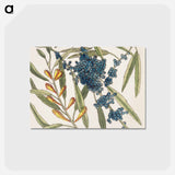 アートポストカード-Sorrel Tree and Acacia
 - マーク ケイツビー Postcard.