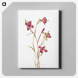 1-49_Mary-Vaux-Walcott_canvas