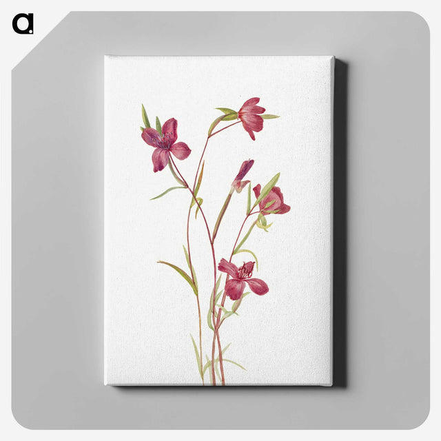 1-49_Mary-Vaux-Walcott_canvas