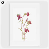 1-49_Mary-Vaux-Walcott_picture