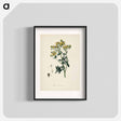 アートポスター-Rue (Ruta graveolens) Illustration
 - 薬用植物学 Poster.