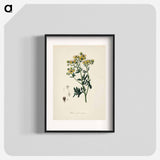 アートポスター-Rue (Ruta graveolens) Illustration
 - 薬用植物学 Poster.