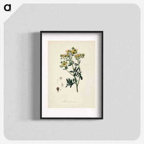 アートポスター-Rue (Ruta graveolens) Illustration
 - 薬用植物学 Poster.