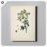 1-49_Medical-Botany_canvas