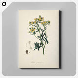 アートパネル-Rue (Ruta graveolens) Illustration
 - 薬用植物学 Canvas.