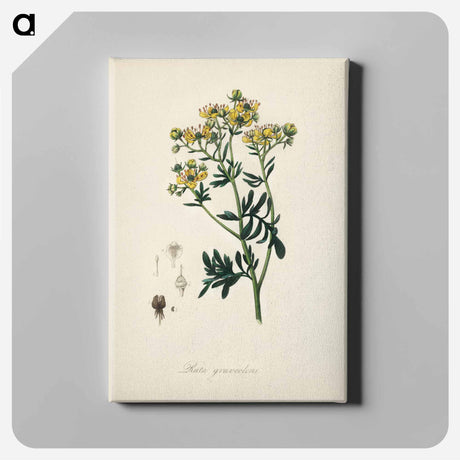 アートパネル-Rue (Ruta graveolens) Illustration
 - 薬用植物学 Canvas.