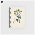 アートメモ帳-Rue (Ruta graveolens) Illustration
 - 薬用植物学 Memo.