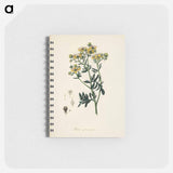 アートメモ帳-Rue (Ruta graveolens) Illustration
 - 薬用植物学 Memo.