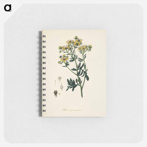 アートメモ帳-Rue (Ruta graveolens) Illustration
 - 薬用植物学 Memo.