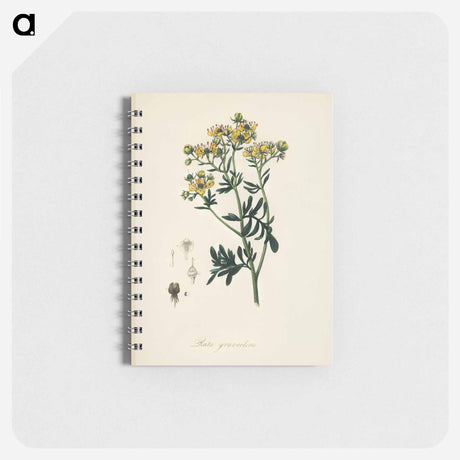 アートメモ帳-Rue (Ruta graveolens) Illustration
 - 薬用植物学 Memo.
