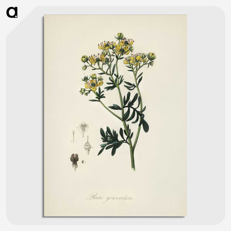 1-49_Medical-Botany_picture-crop