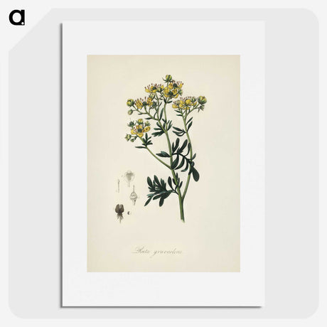 1-49_Medical-Botany_picture