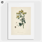 アートポスター-Rue (Ruta graveolens) Illustration
 - 薬用植物学 Poster.