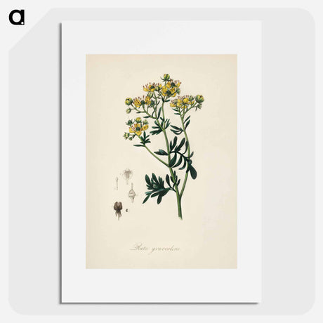 アートポスター-Rue (Ruta graveolens) Illustration
 - 薬用植物学 Poster.