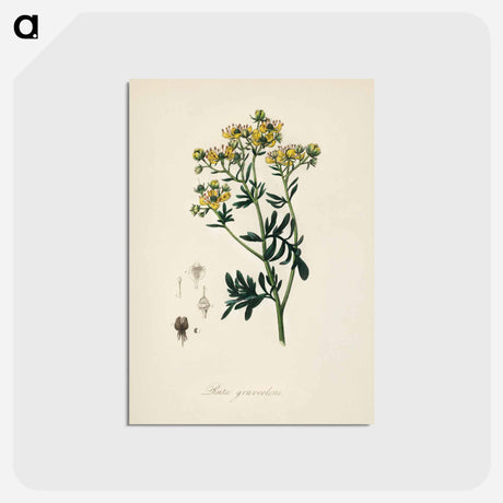 アートポストカード-Rue (Ruta graveolens) Illustration
 - 薬用植物学 Postcard.