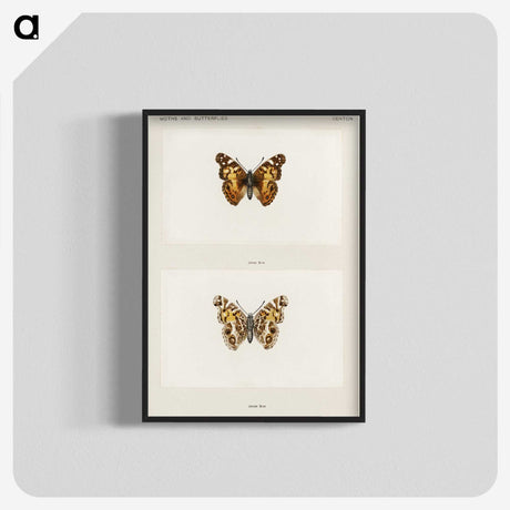 1-49_Moths-and-Butterflies-of-the-United-States_blk-crop