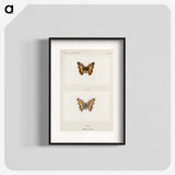 1-49_Moths-and-Butterflies-of-the-United-States_blk