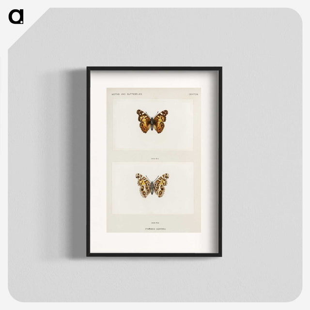 1-49_Moths-and-Butterflies-of-the-United-States_blk