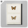 1-49_Moths-and-Butterflies-of-the-United-States_canvas
