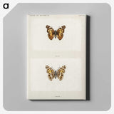 1-49_Moths-and-Butterflies-of-the-United-States_canvas