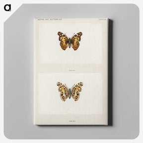 1-49_Moths-and-Butterflies-of-the-United-States_canvas