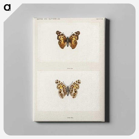 1-49_Moths-and-Butterflies-of-the-United-States_canvas