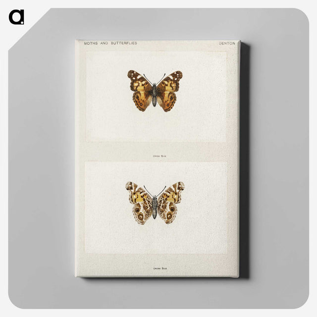 1-49_Moths-and-Butterflies-of-the-United-States_canvas