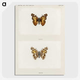 1-49_Moths-and-Butterflies-of-the-United-States_picture-crop