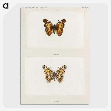 1-49_Moths-and-Butterflies-of-the-United-States_picture-crop