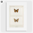 1-49_Moths-and-Butterflies-of-the-United-States_picture