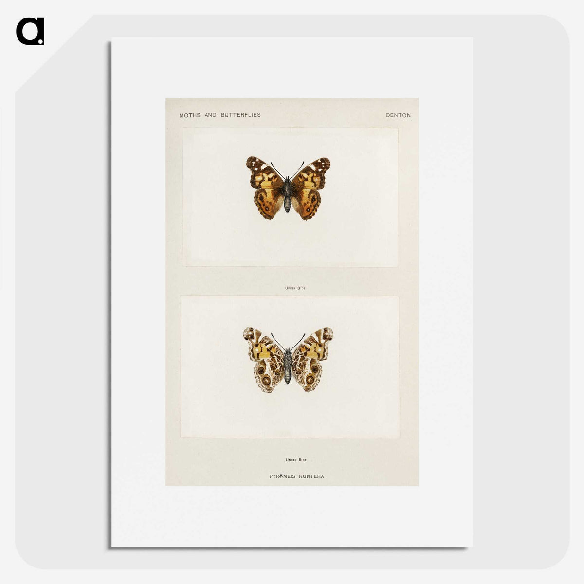 1-49_Moths-and-Butterflies-of-the-United-States_picture
