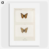 1-49_Moths-and-Butterflies-of-the-United-States_picture