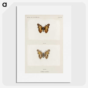 1-49_Moths-and-Butterflies-of-the-United-States_picture