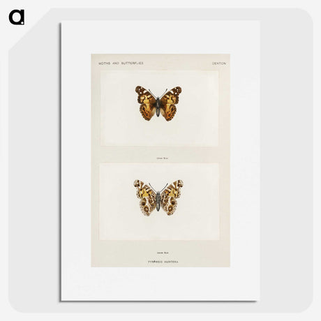 1-49_Moths-and-Butterflies-of-the-United-States_picture