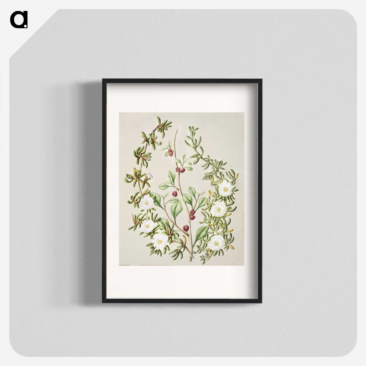 1-49_Native-Flowering-Plants-of-New-Zealand_blk