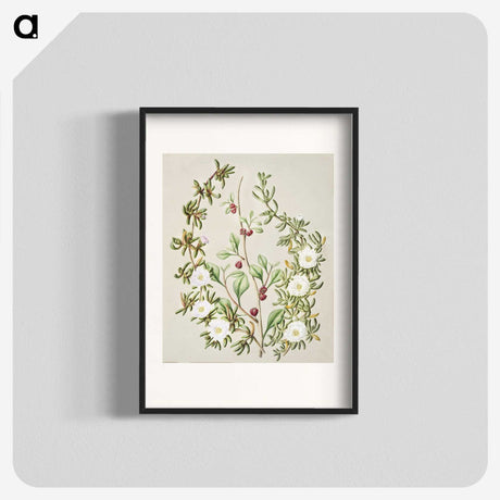 1-49_Native-Flowering-Plants-of-New-Zealand_blk