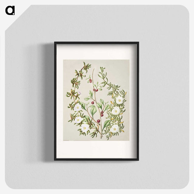 1-49_Native-Flowering-Plants-of-New-Zealand_blk