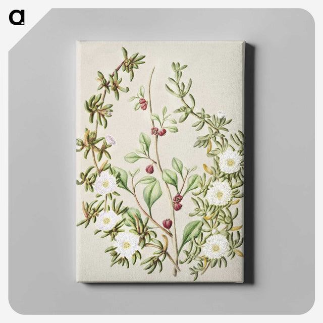 1-49_Native-Flowering-Plants-of-New-Zealand_canvas