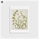 1-49_Native-Flowering-Plants-of-New-Zealand_hagaki