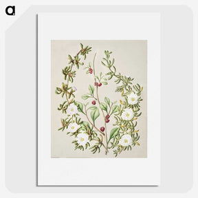 1-49_Native-Flowering-Plants-of-New-Zealand_picture