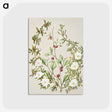 1-49_Native-Flowering-Plants-of-New-Zealand_postcard